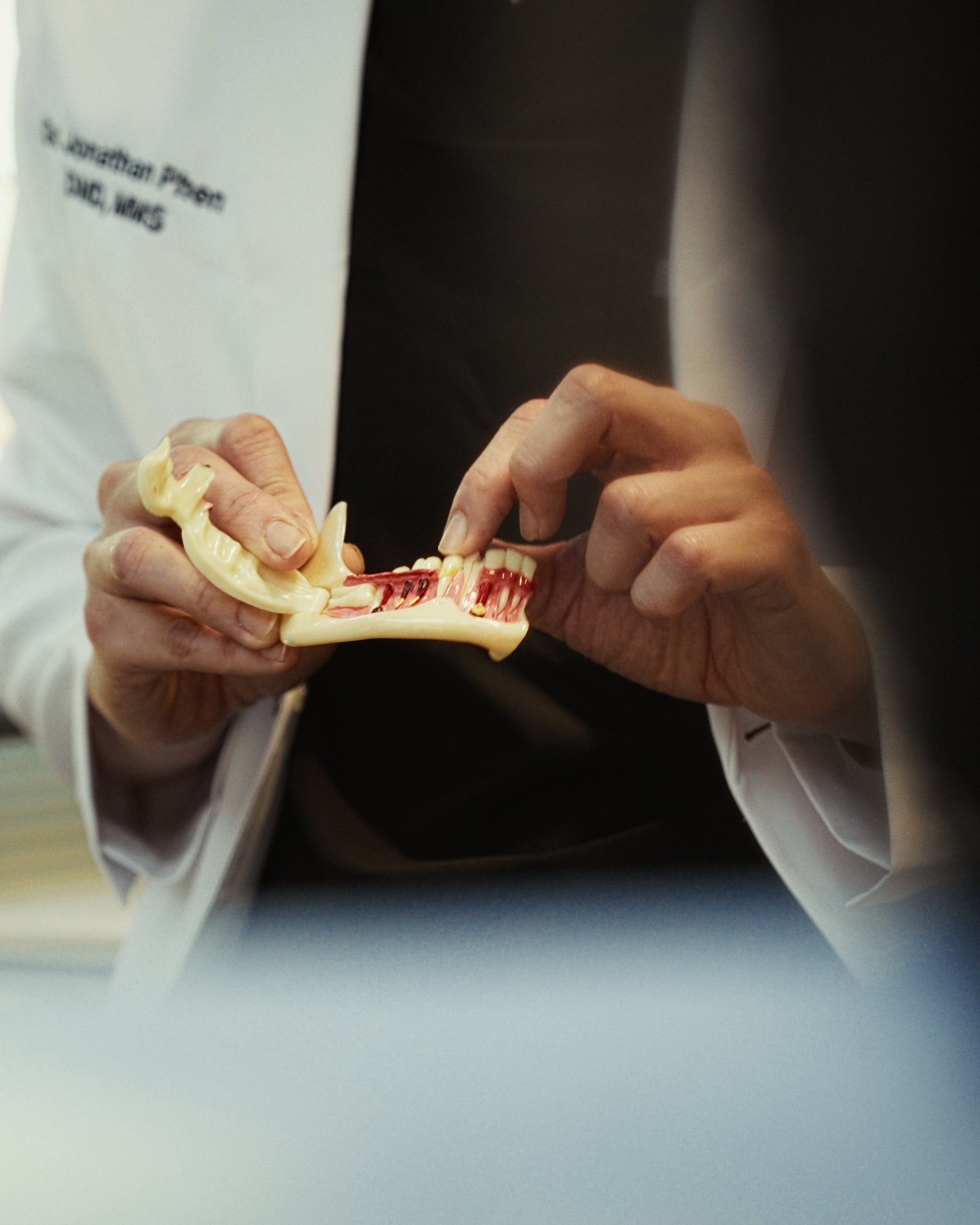 Hands holding a dental model
